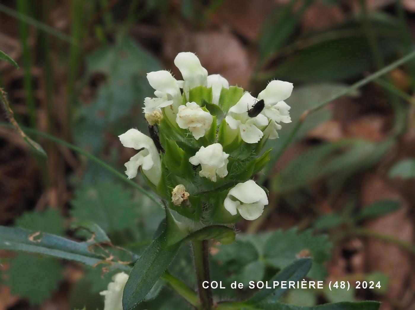 Self-Heal, Cut-leaved flower